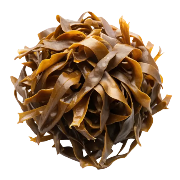 Getrocknete Braunalge